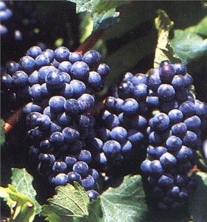 Vino nero di Troia